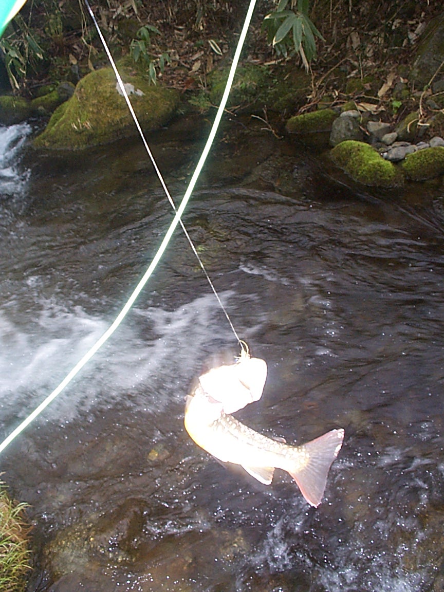 fish2