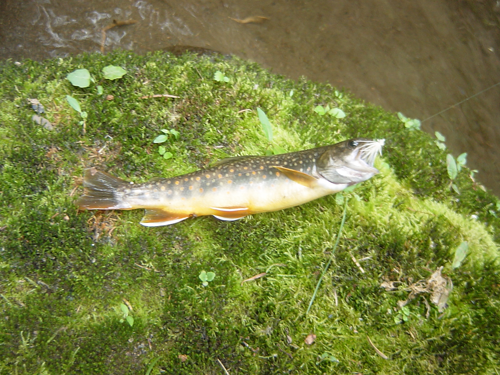fish7